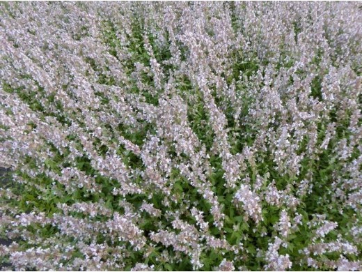 Котовник Фассена 