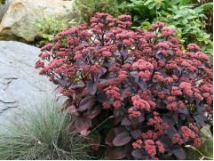 Очиток телефиум 