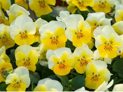 Виола рогатая Виола рогатая