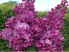 Сирень обыкновенная 