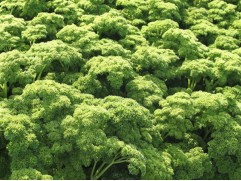 Петрушка курчавая 