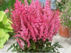 Астильба гибридная 