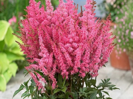 Астильба гибридная Астильба гибридная