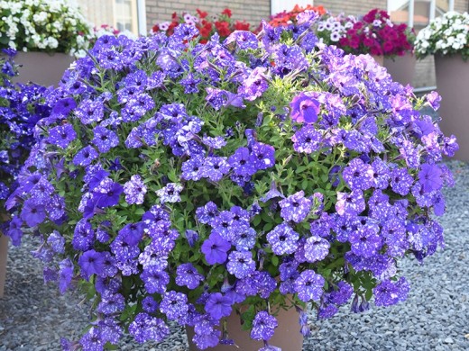 Петуния ампельная Петуния ампельная