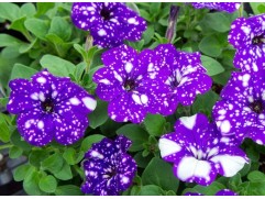 Петуния ампельная Петуния ампельная