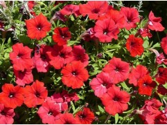 Петуния ампельная 