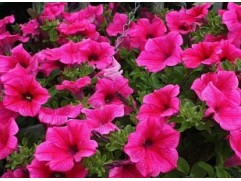 Петуния ампельная 