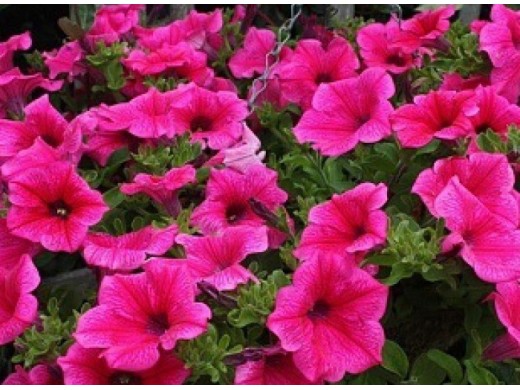 Петуния ампельная Петуния ампельная
