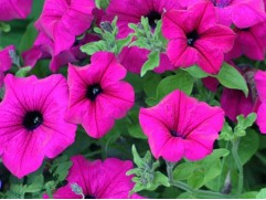 Петуния ампельная Петуния ампельная
