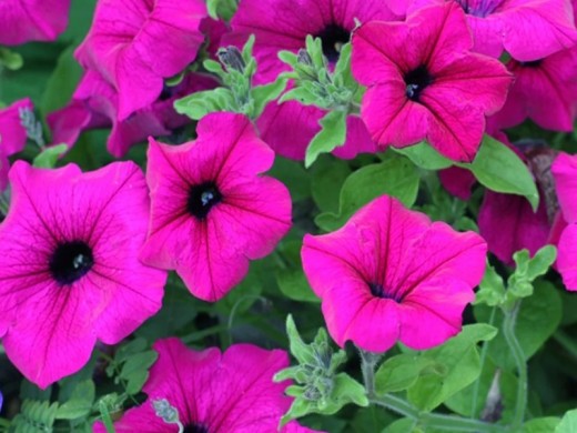 Петуния ампельная Петуния ампельная