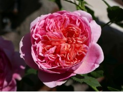 Роза английская 