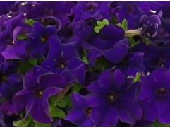 Петуния ампельная 