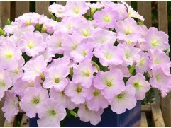 Петуния ампельная 