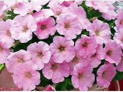 Петуния ампельная 