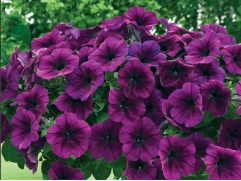 Петуния ампельная 
