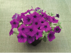 Петуния ампельная 