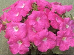 Петуния ампельная 