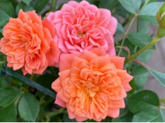 Роза спрей Роза спрей