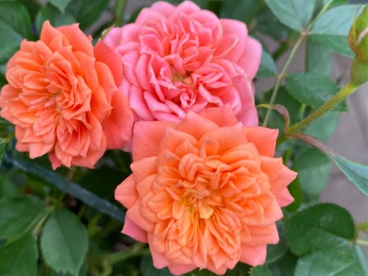 Роза спрей Роза спрей