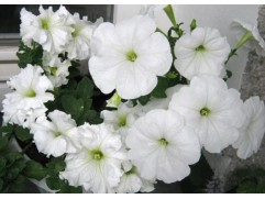 Петуния ампельная 