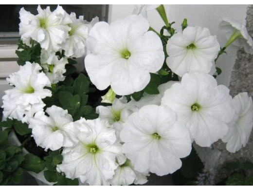 Петуния ампельная Петуния ампельная