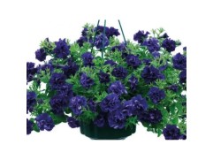 Петуния ампельная Петуния ампельная