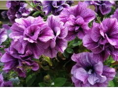Петуния ампельная 