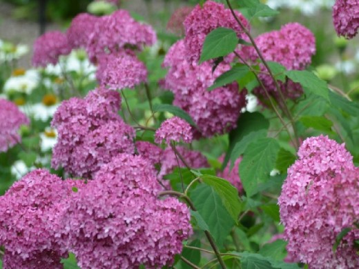 Гортензия древовидная Гортензия древовидная