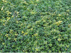 Тимьян лимоннопахнущий Тимьян лимоннопахнущий