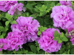 Петуния ампельная Surfinia Петуния ампельная Surfinia