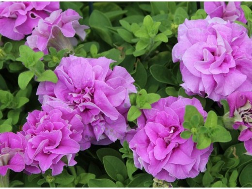 Петуния ампельная Surfinia Петуния ампельная Surfinia