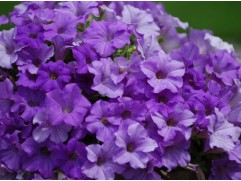 Петуния ампельная Surfinia Петуния ампельная Surfinia