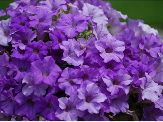 Петуния ампельная Surfinia Петуния ампельная Surfinia