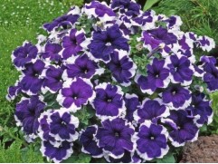 Петуния крупноцветковая 