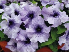 Петуния крупноцветковая 