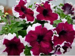 Петуния крупноцветковая 