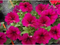 Петуния крупноцветковая 