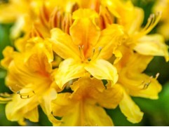Рододендрон листопадный (азалия) 