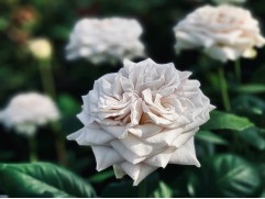 Роза чайно-гибридная  