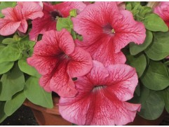 Петуния крупноцветковая 