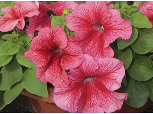 Петуния крупноцветковая Петуния крупноцветковая