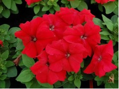 Петуния крупноцветковая 
