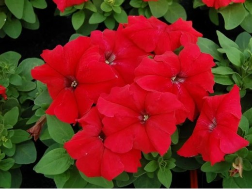 Петуния крупноцветковая Петуния крупноцветковая