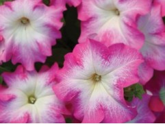 Петуния крупноцветковая 