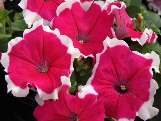 Петуния крупноцветковая Петуния крупноцветковая