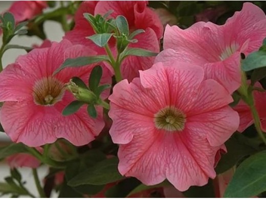 Петуния крупноцветковая Петуния крупноцветковая