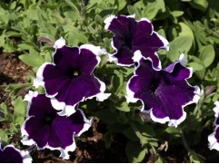 Петуния крупноцветковая 