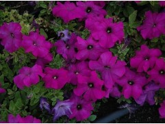 Петуния крупноцветковая 