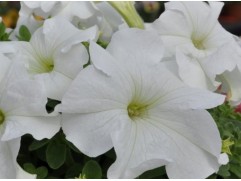 Петуния крупноцветковая 
