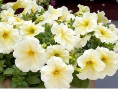 Петуния крупноцветковая 